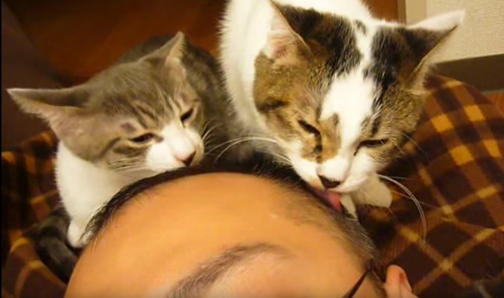 おっさんになるのもそんなに悪くない、二匹の猫の豪華な毛づくろい
