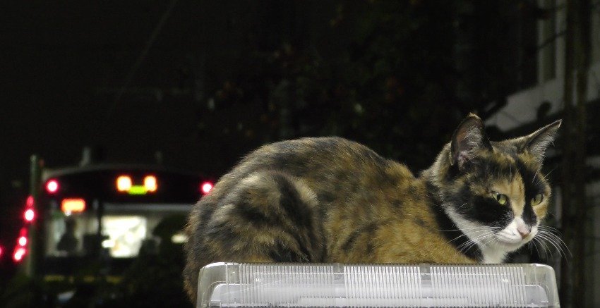 夜のお勤め三毛猫駅員、降りゆく人の背中を見送り