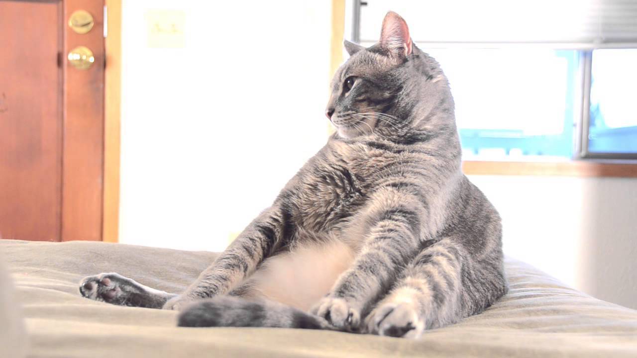 猫らしからぬあの座り方、呼び名はその名も「仏陀猫」