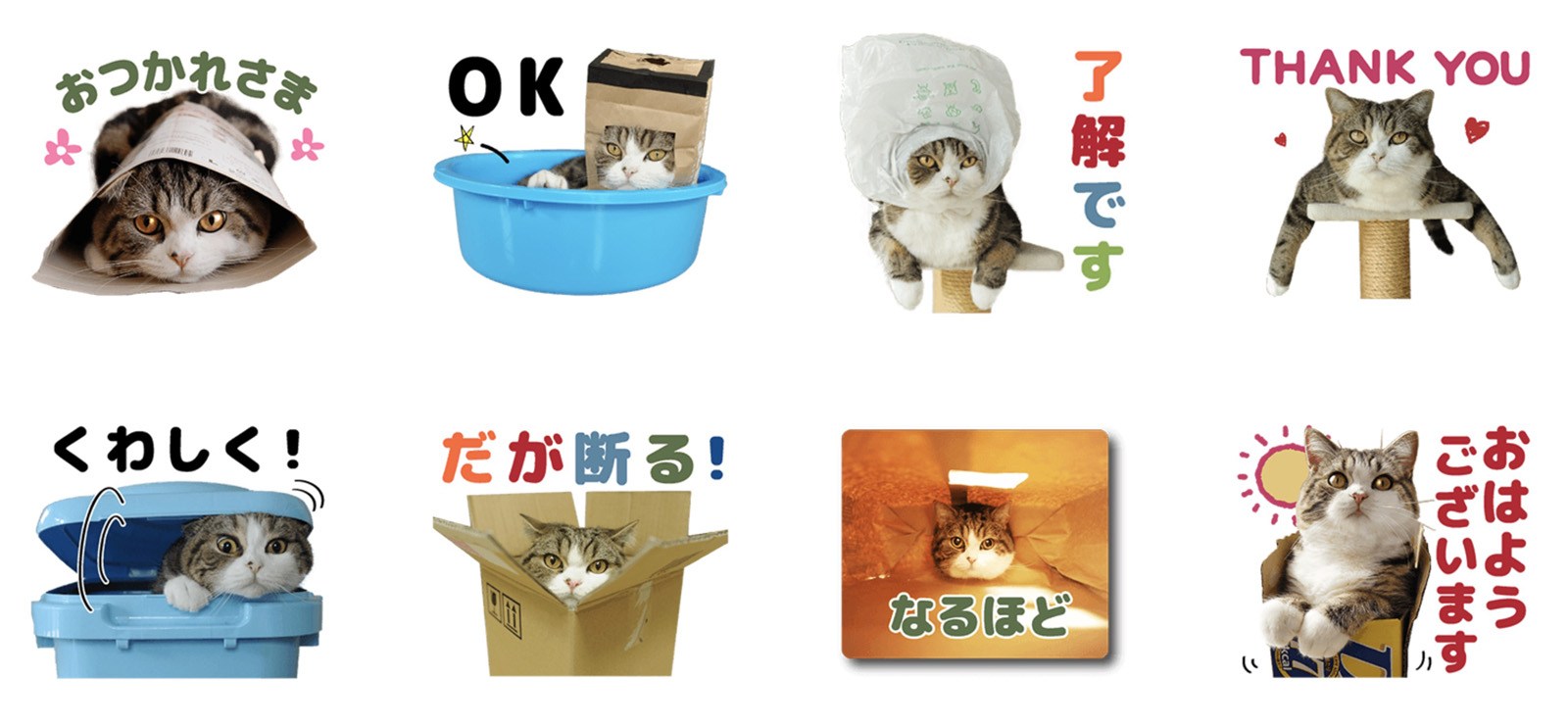 世界的YouTuber猫のまる、LINE公式スタンプとして登場