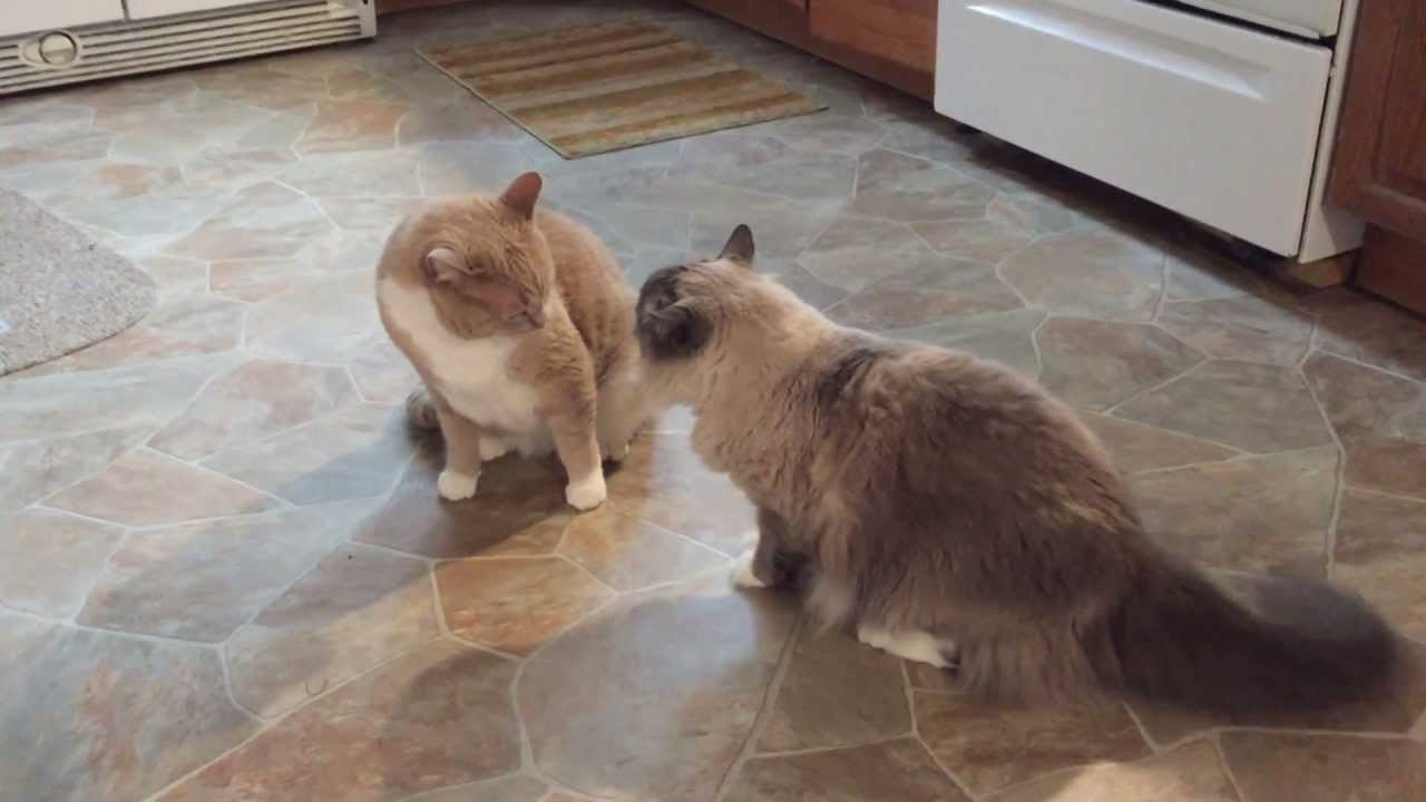 大人な二匹の猫喧嘩、平和度の高さは世界レベル
