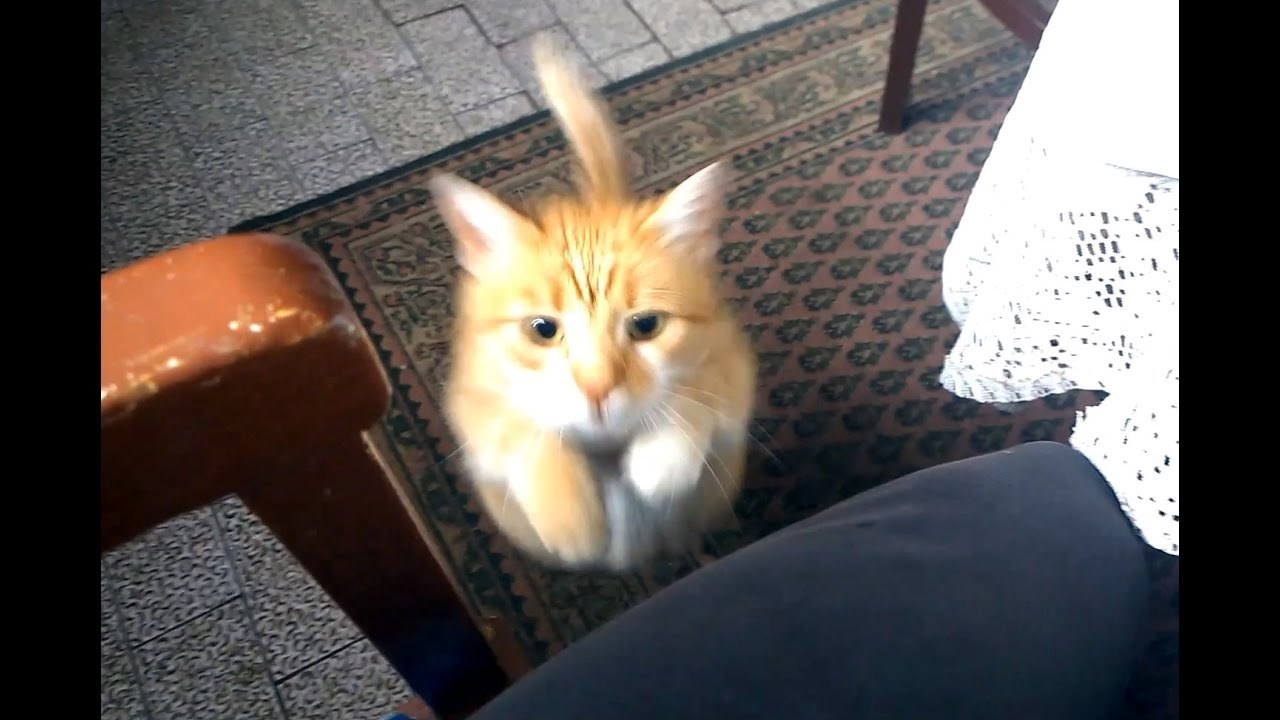 人間を置物と化す猫の魔法、膝上占拠で動きを封じる