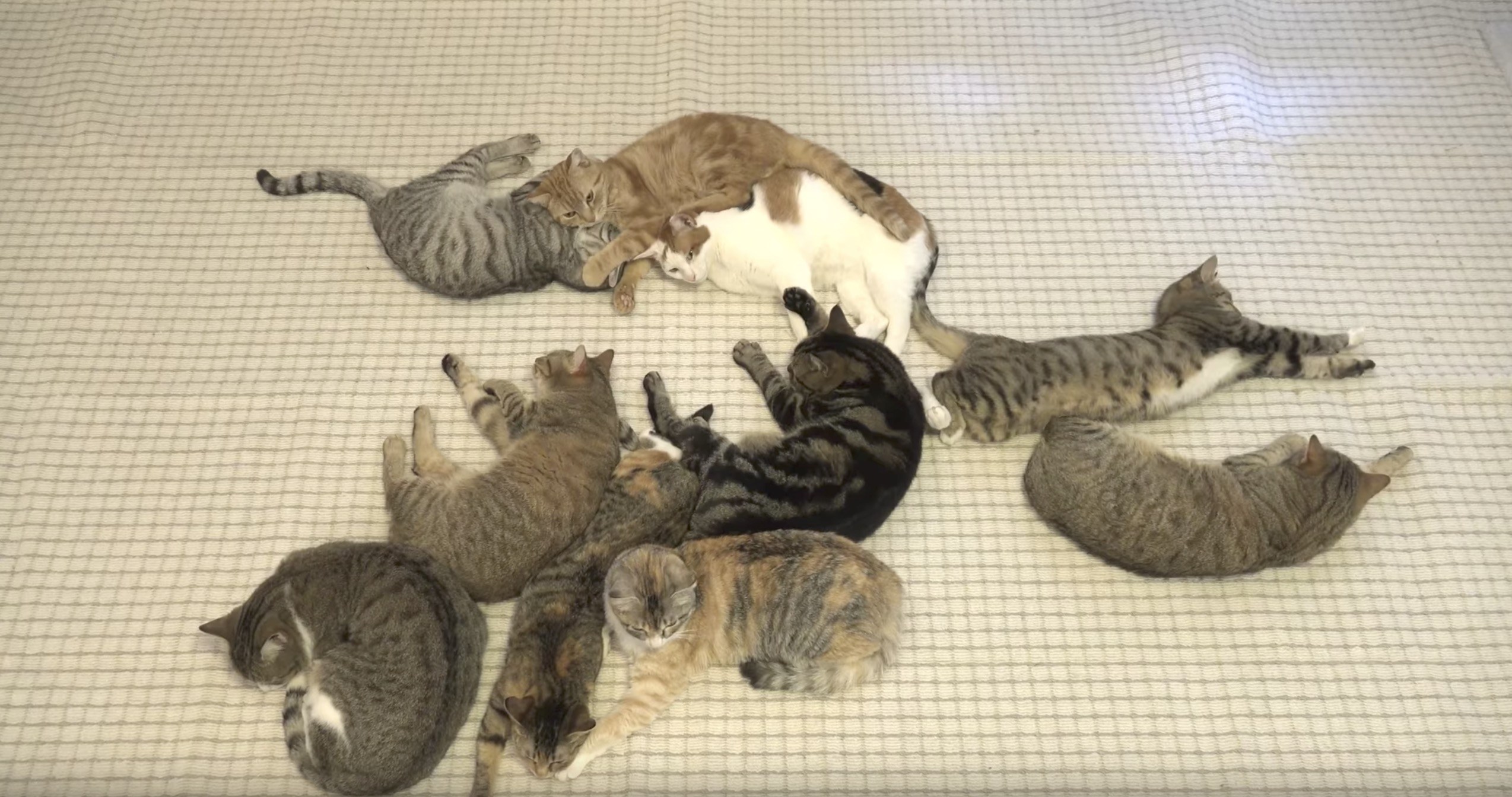 隣り合い転んで伸びて重なって、十匹十色の眠り猫たち