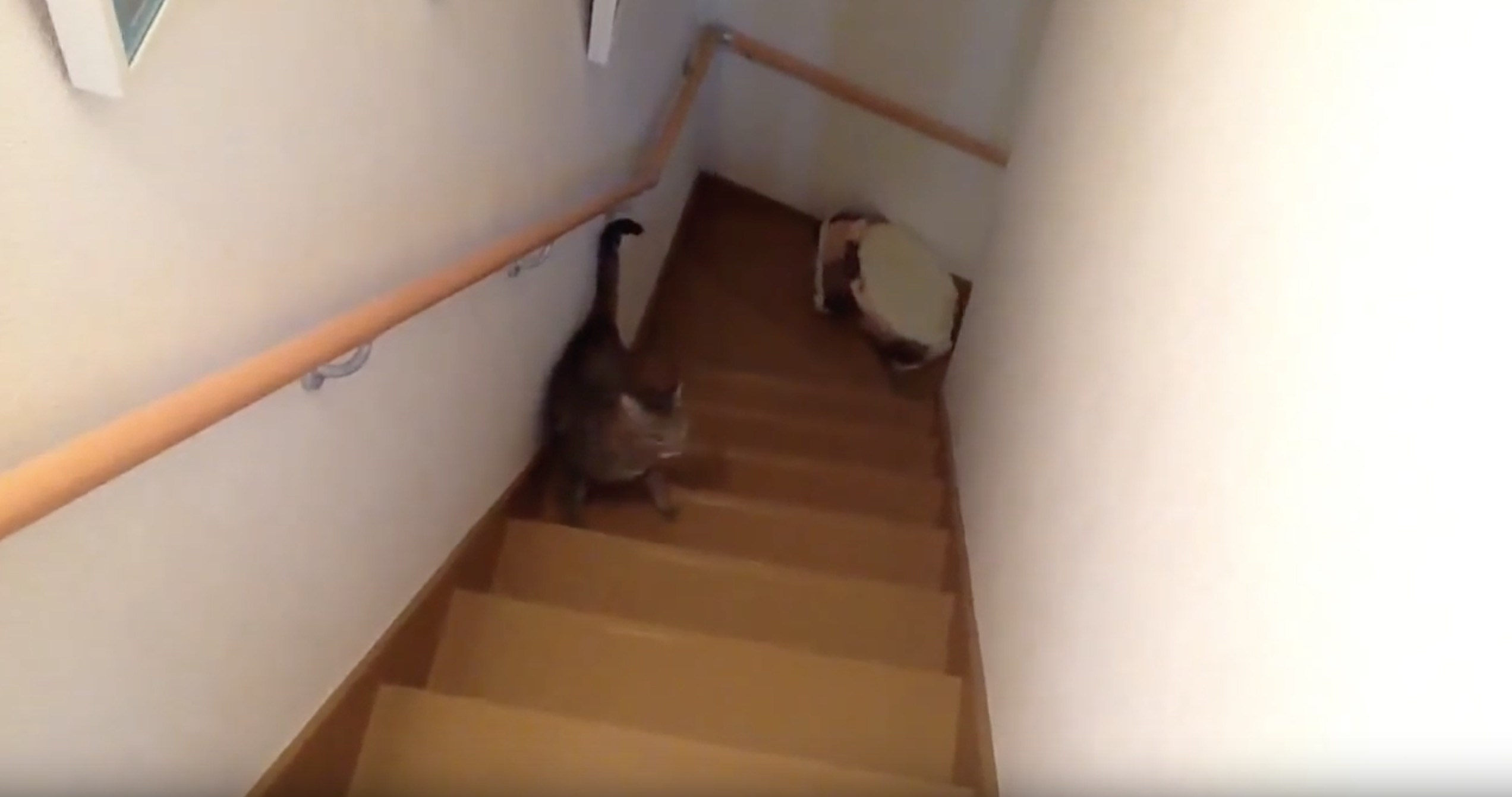階段をベッドを咥えて上がる猫、まさかのトラブルに鳴き声あげる