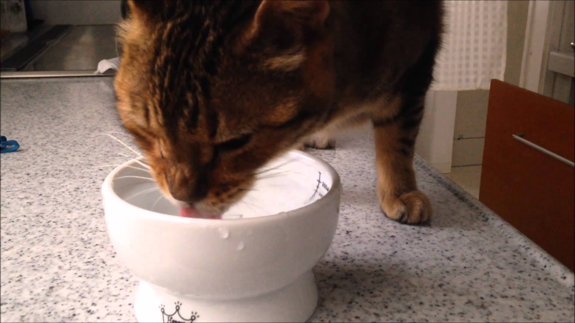 猫舌の固定観念なんのその、ガブガブピチャピチャお湯を飲む猫