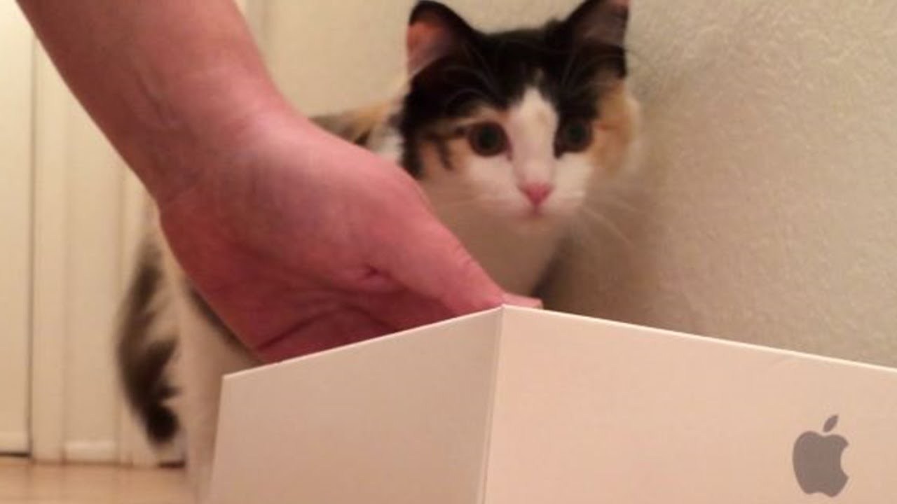 三毛猫 vs Apple Watch、ベルトを外して転がし遊ぶ