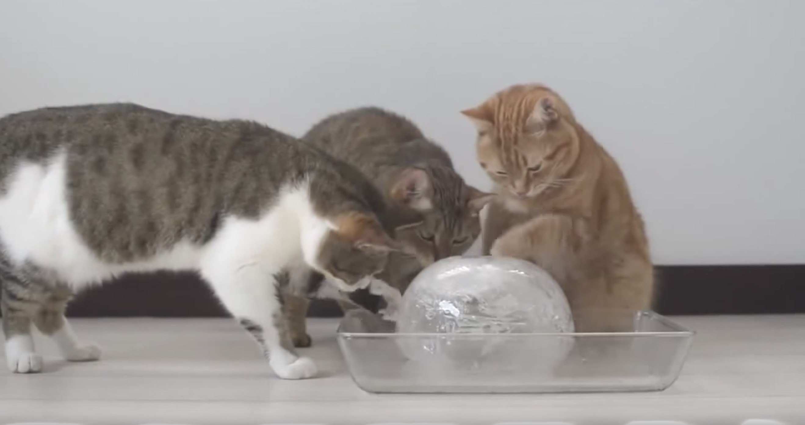 猫らが喜ぶ真ん丸氷、失敗知らずの作り方