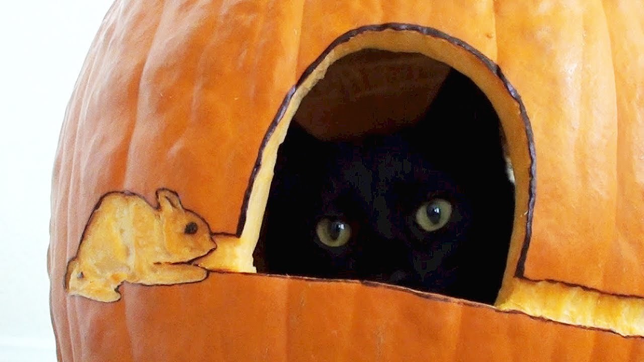 お手軽細工のかぼちゃランタン、猫が入って見事完成