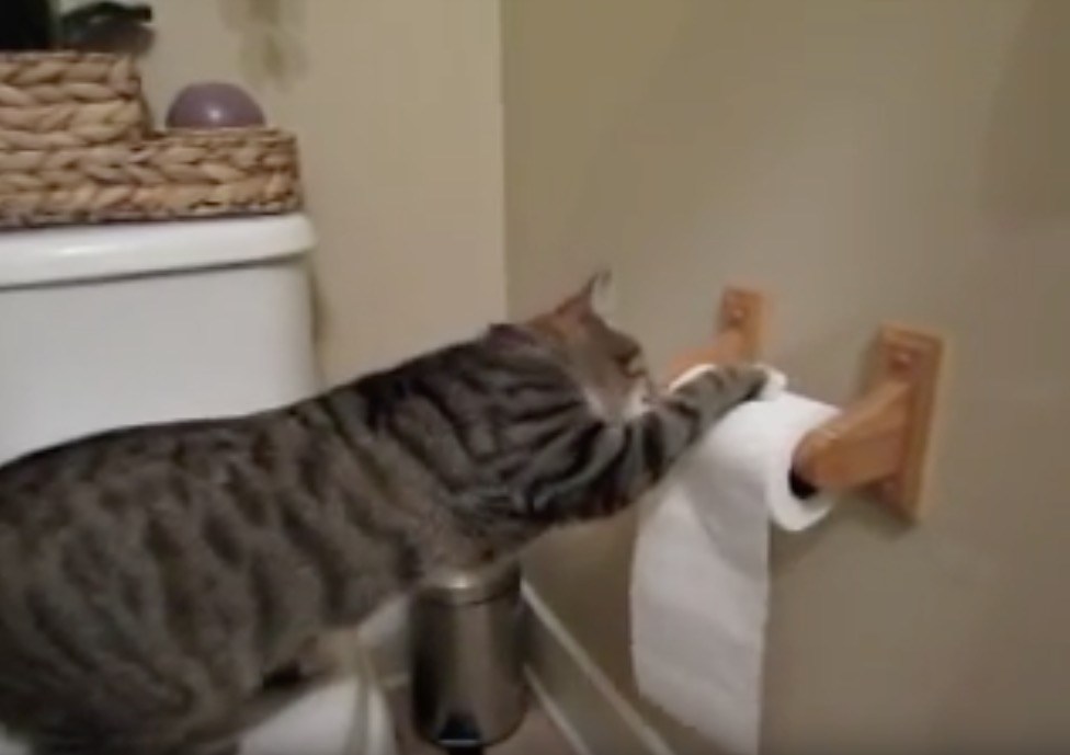 トイレ紙コロコロ回すよ猫の手で、ゴロゴロ鳴るのは猫の喉