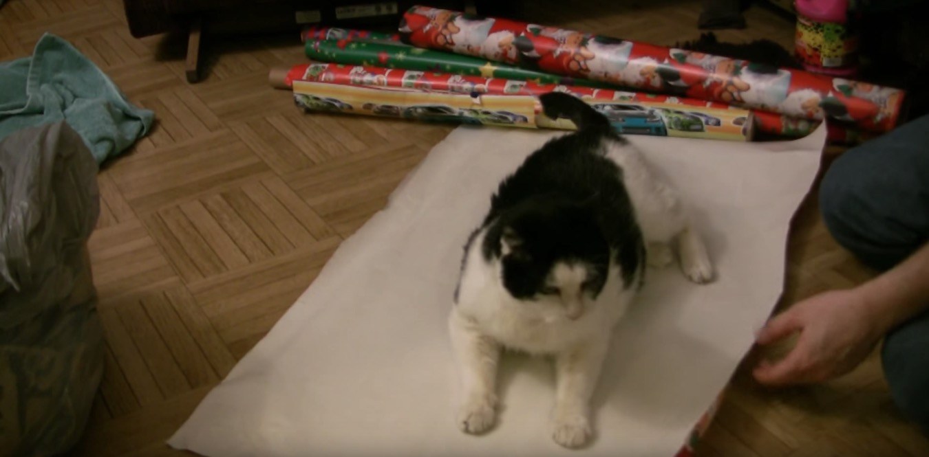 クリスマス気分に包まれた猫、きょとん顔のまま解放される