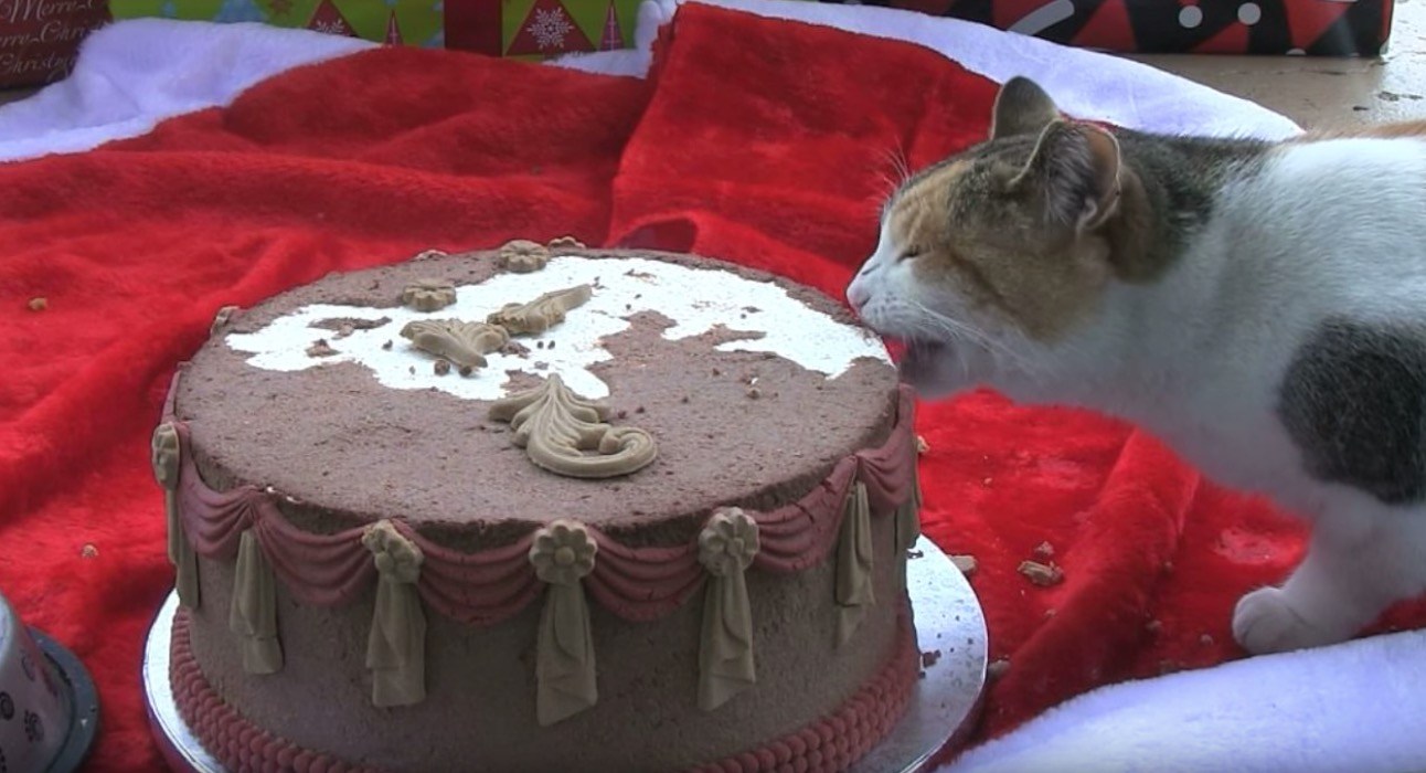 めでたさに思わず猫もかぶりつく、猫専用のクリスマスケーキ