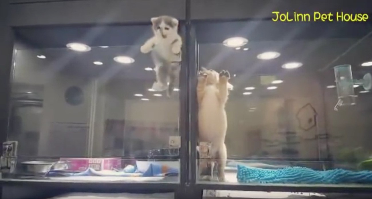 壁を越え脱走する猫の行き先は、愛しのお隣ワンコの元へ