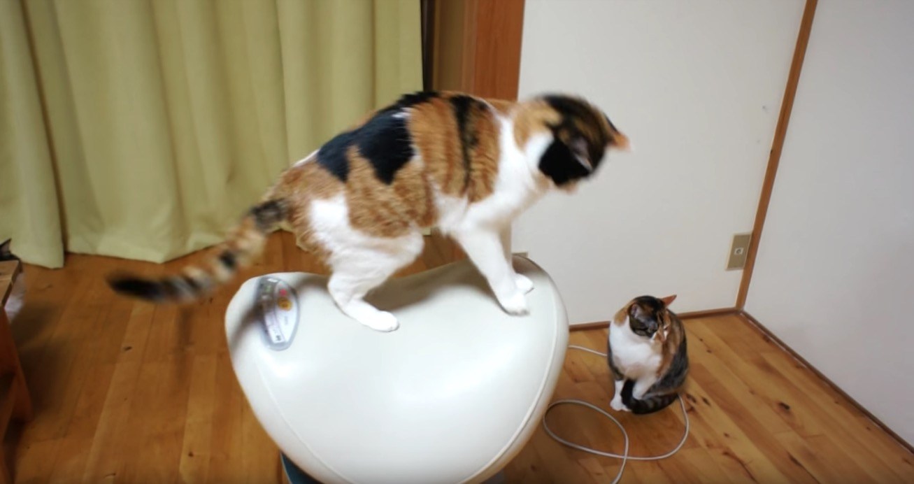 ジョーバを上手に乗馬する猫、準備してからジャンプで乗じて