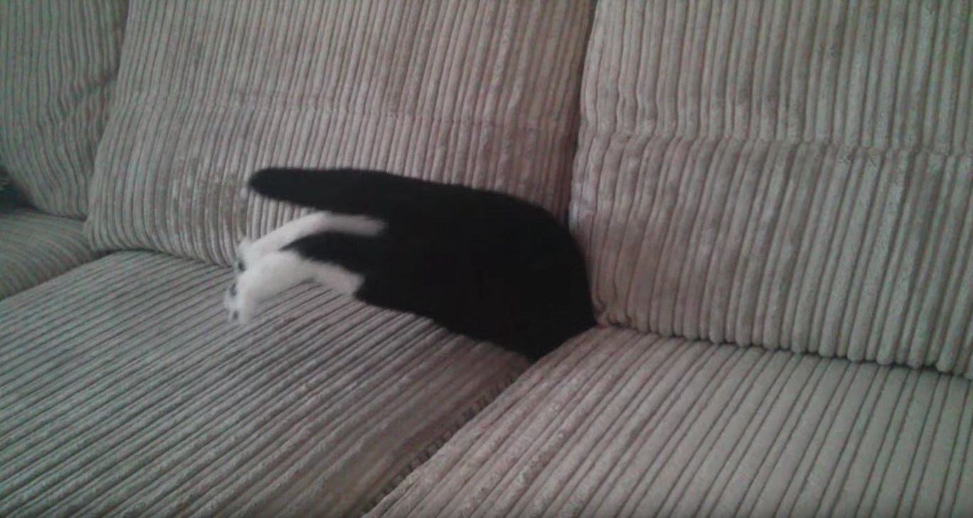 ソファの隙間に吸い込まれる猫、足もシッポもピンと伸ばして