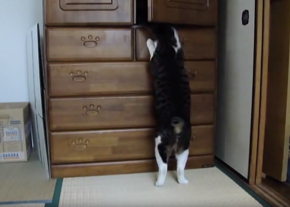 扉を開けたら5秒でジャンプ、タンスに飛び込む器用な猫