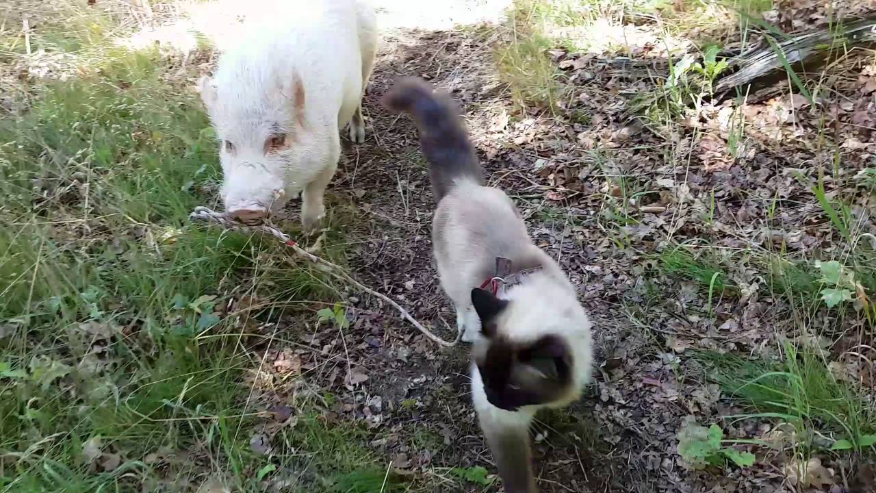 木漏れ日の小径をお散歩猫とブタ、互いに相手を先導しながら