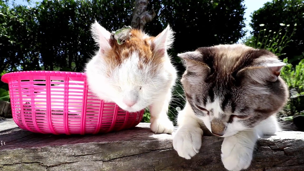 猫の額のアマガエル、梅雨明けの夏の季節の風物詩