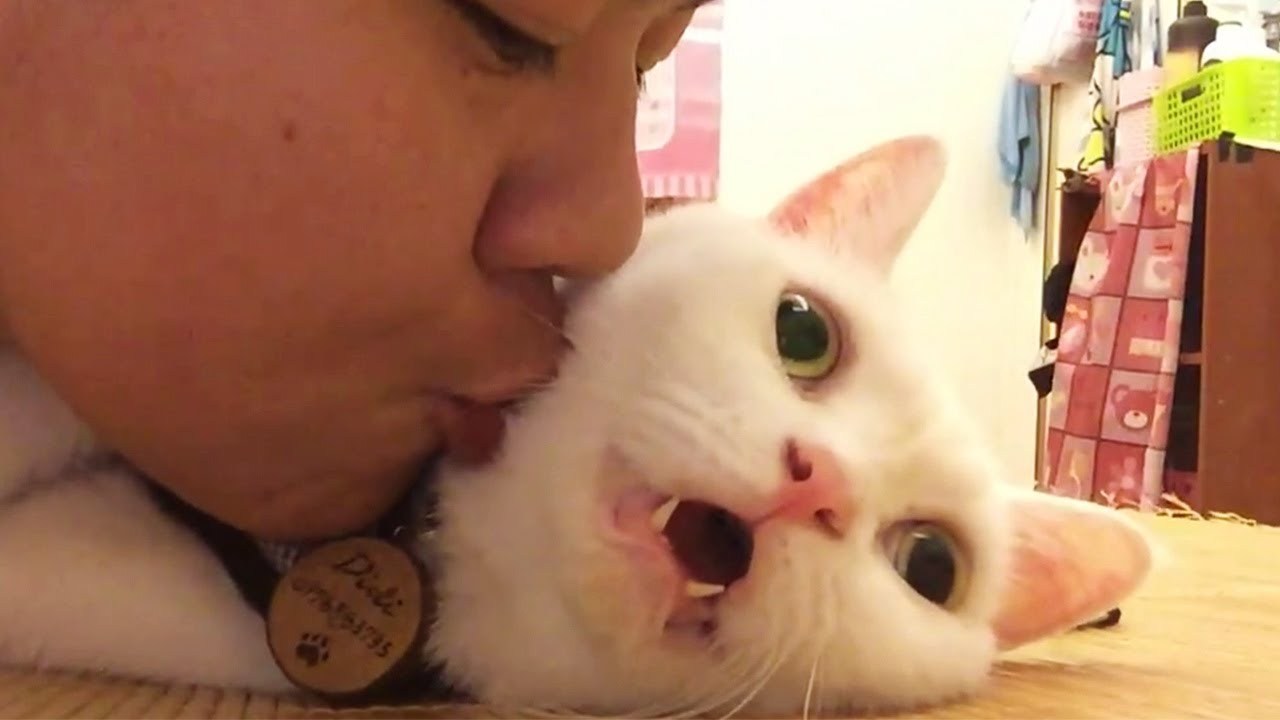 飼い主のキスのラッシュを全受けする猫、開いた口が塞がらず