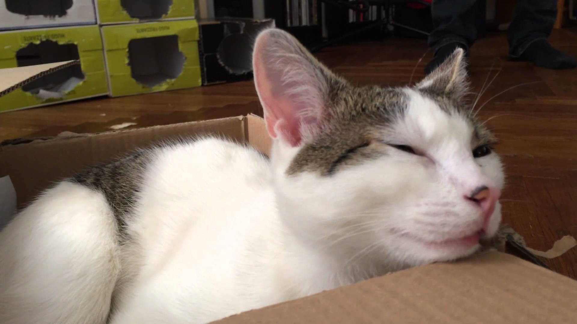 ボロンと弾いた弦の音、猫は律儀に合いの手返す