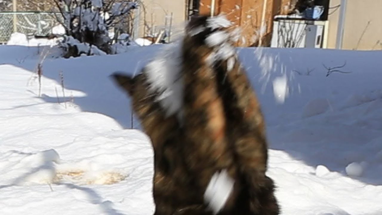 サビ猫受けるよ千本ノック、雪の白球追いかけて