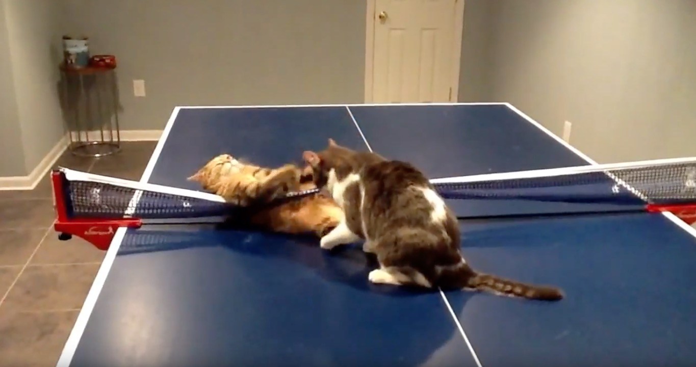 2匹の猫の卓球台バトル、ネットを伝って高速移動