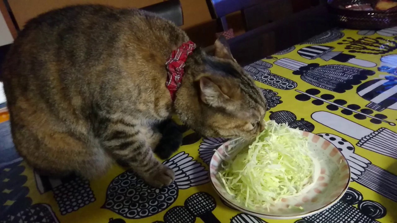 コロッケが乗る隙狙ってつまみ食い、キジ猫モグモグキャベツの千切り