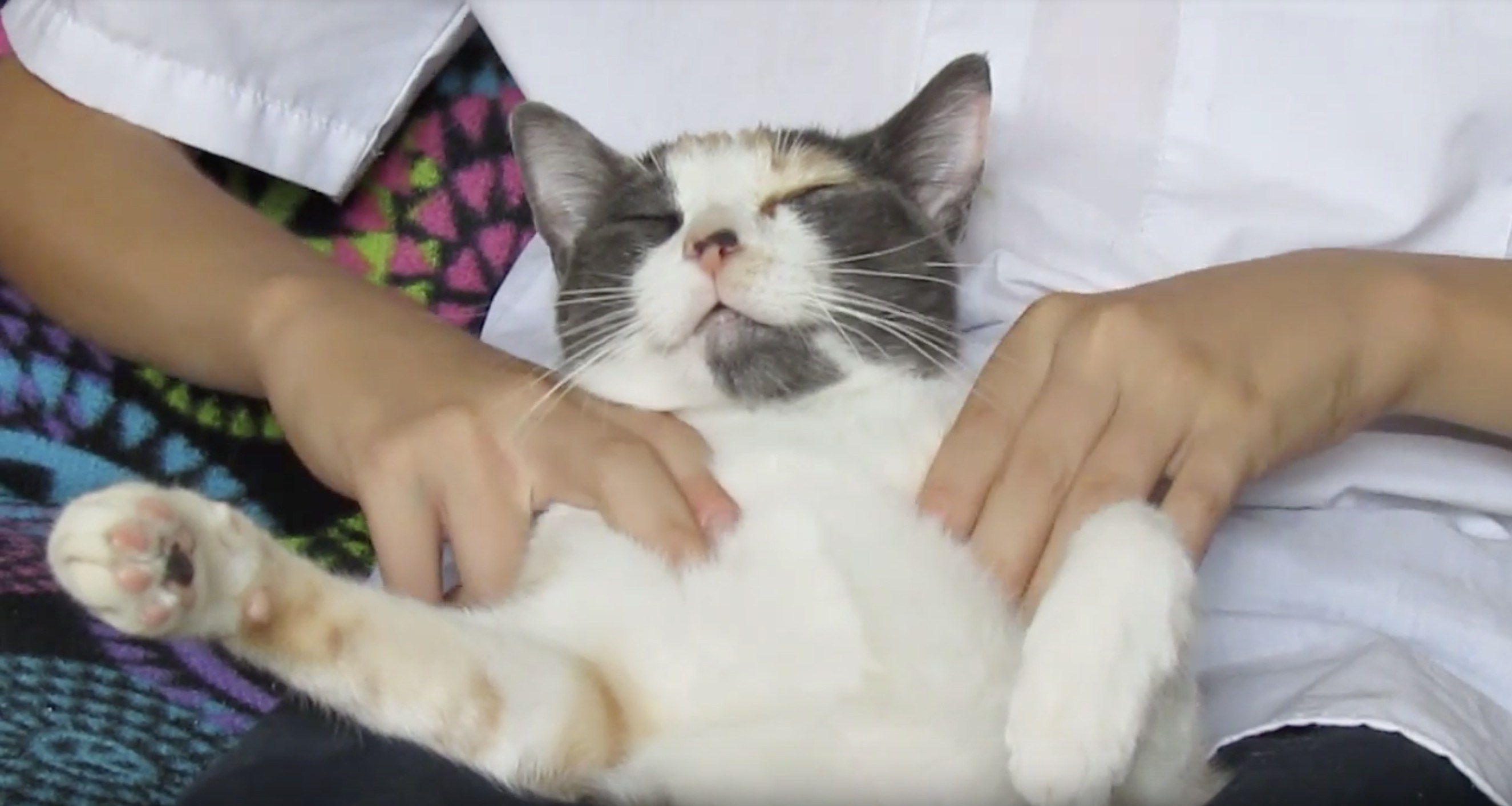 極上の癒やしの猫スパマッサージ、揉まれる猫は眠りの世界へ