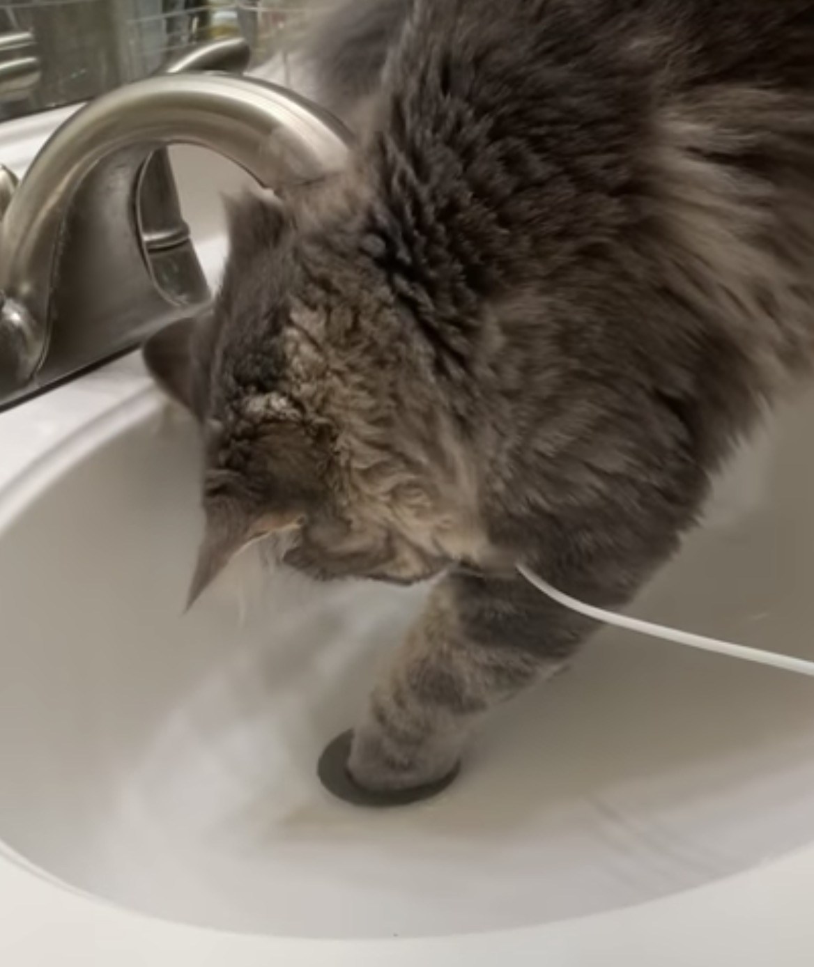 飼い主も忘れた指輪を覚えていた猫、排水口から器用に取り出し