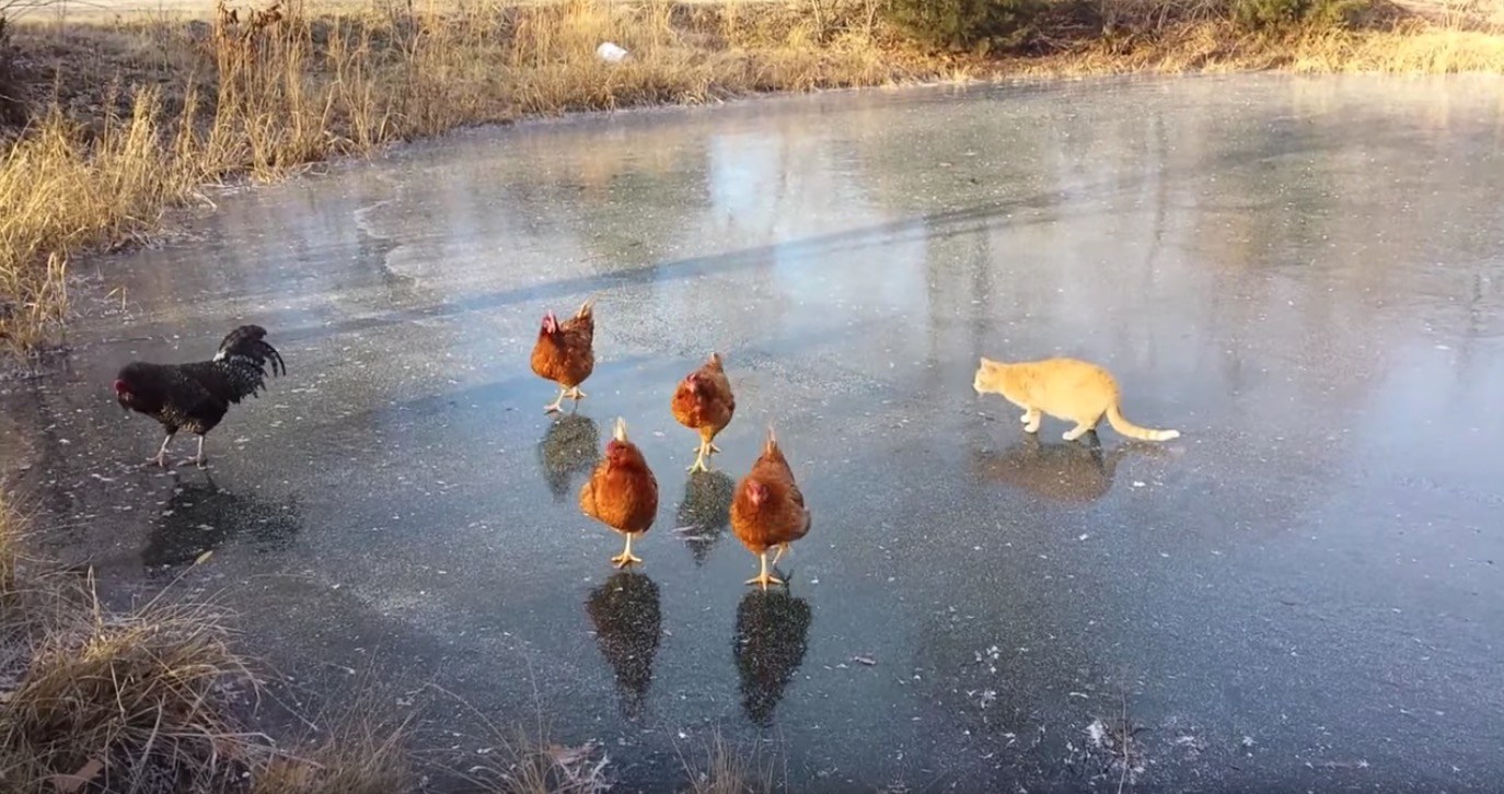 2本脚のニワトリvs4本脚の猫、氷上の芸術点はどちらに軍配が