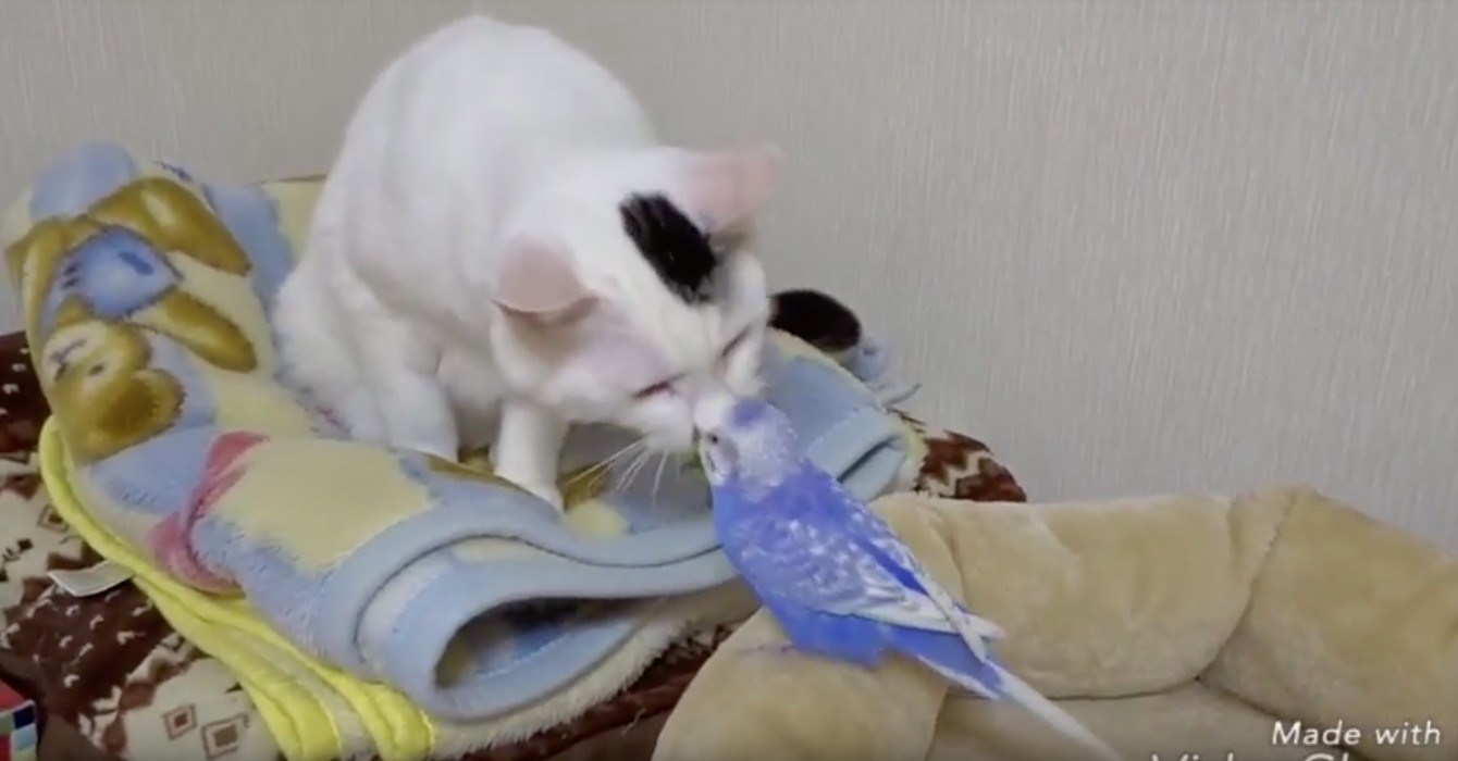 ぎこちなくインコをなでる白黒猫、最後は口づけ仲好し小好し