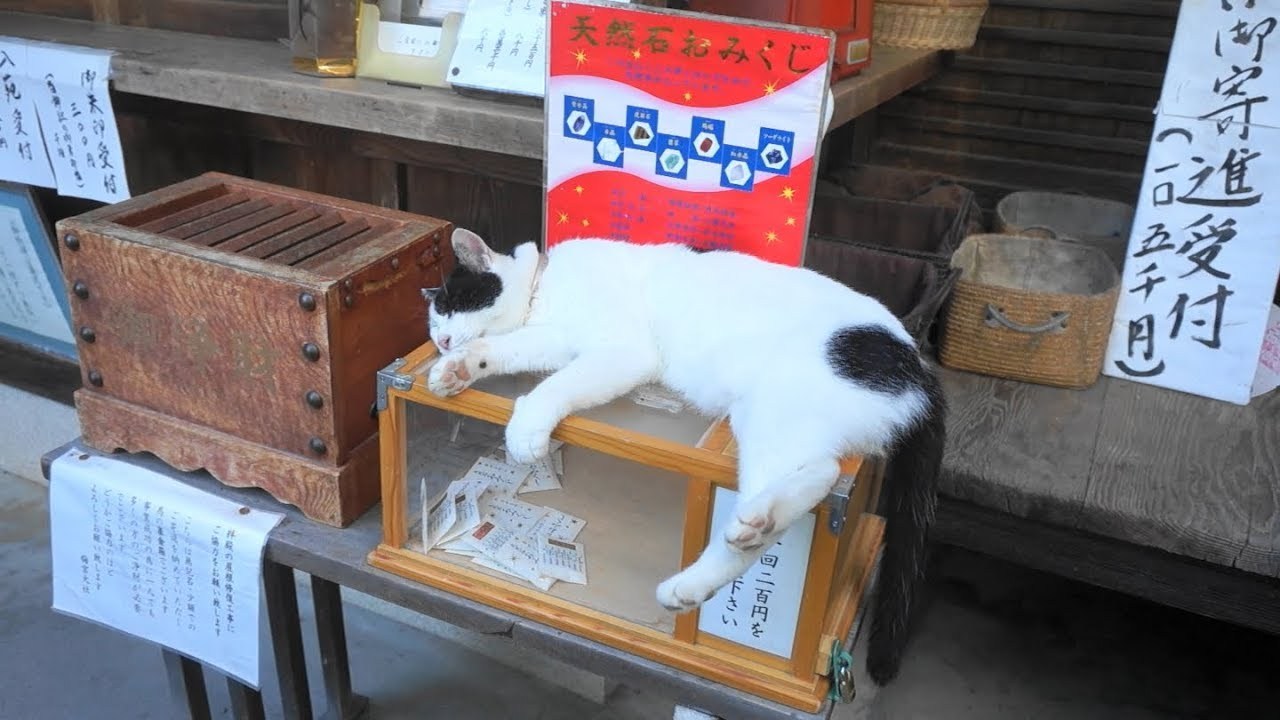 御利益あらたか神社のおみくじ、もれなく猫との触れ合いも