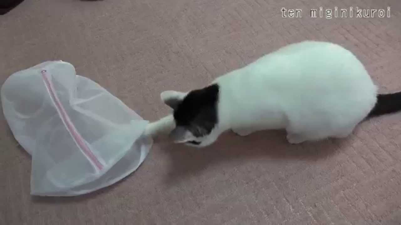 遊び飽きた猫のオモチャも生き返る、洗濯ネットに入れさえすれば