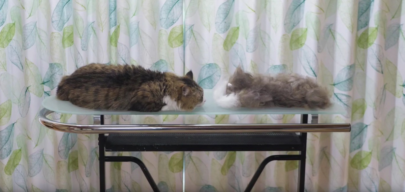 1匹の猫をブラシでとかしたら、ほぼ同サイズの2匹に増殖