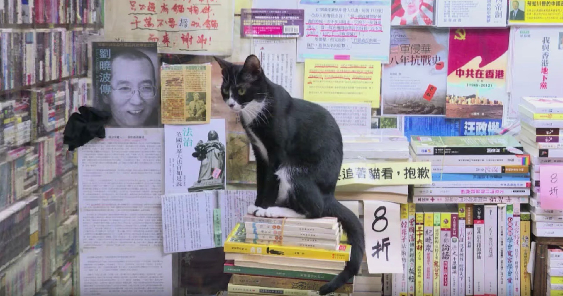 お客より猫の数のが多い本屋、猫目的での来店は不可