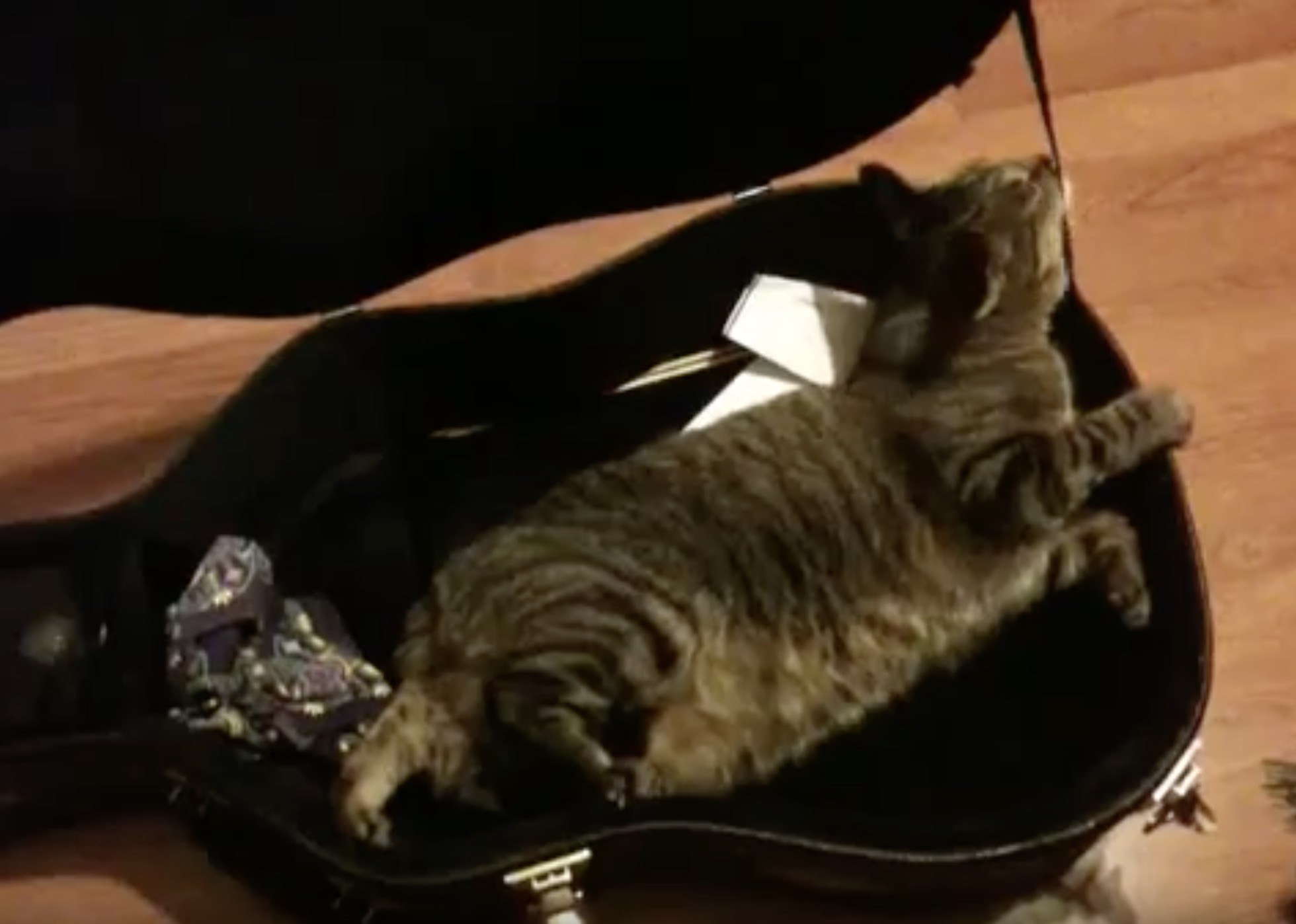 蓋閉めてギターケースに隠れる猫、脱出もセルフで自己完結