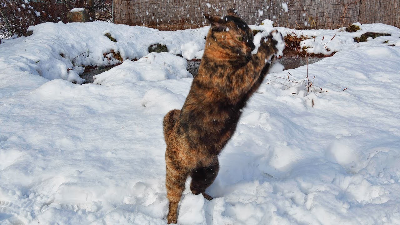 白銀の舞台に舞い跳ぶサビの猫、遊んではしゃいで駆け回る