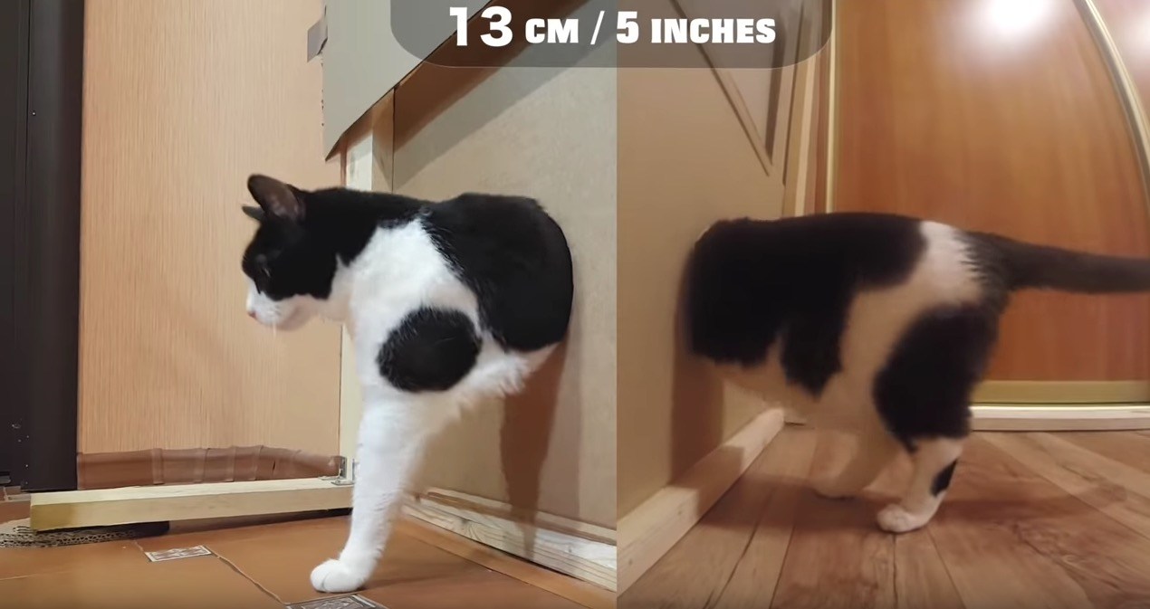 通過するたび1cmずつ狭まる穴に、猫は挑むよ体を細めて