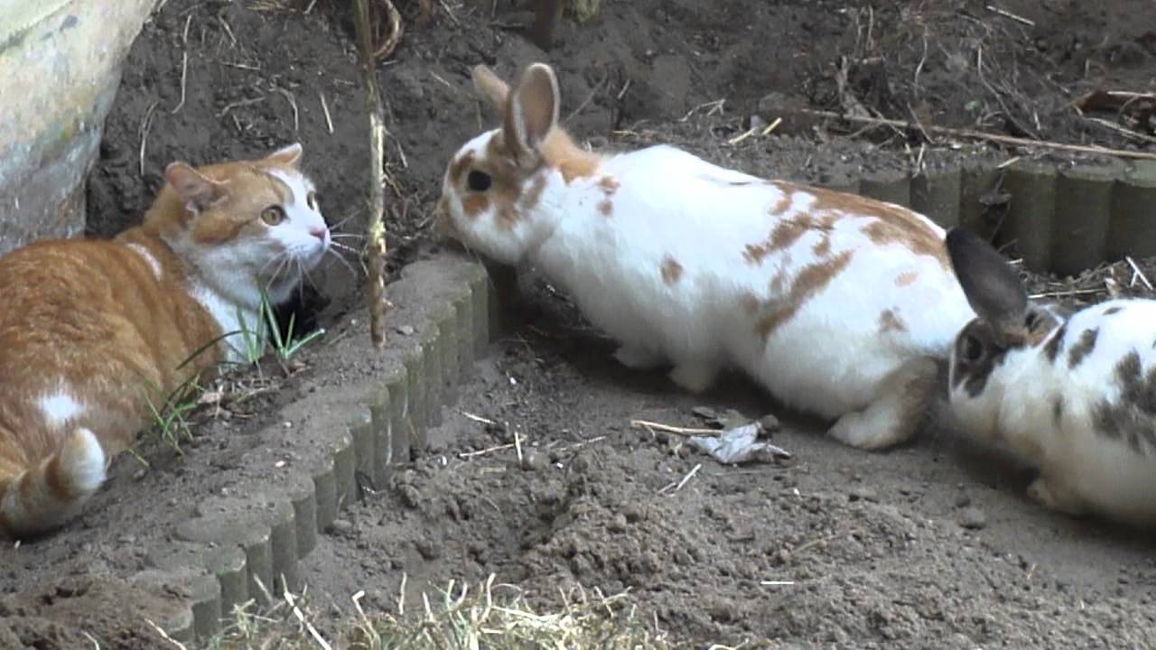 数珠つなぎのウサギに迫り来られる猫、来そうで来なくて困惑顔