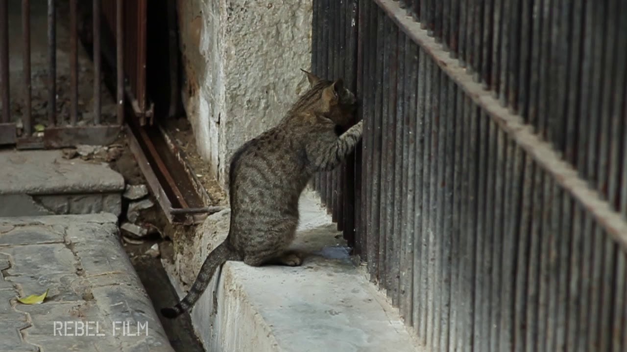 檻の柵から猫ミルクを盗み飲む、檻の主は余裕の黙認