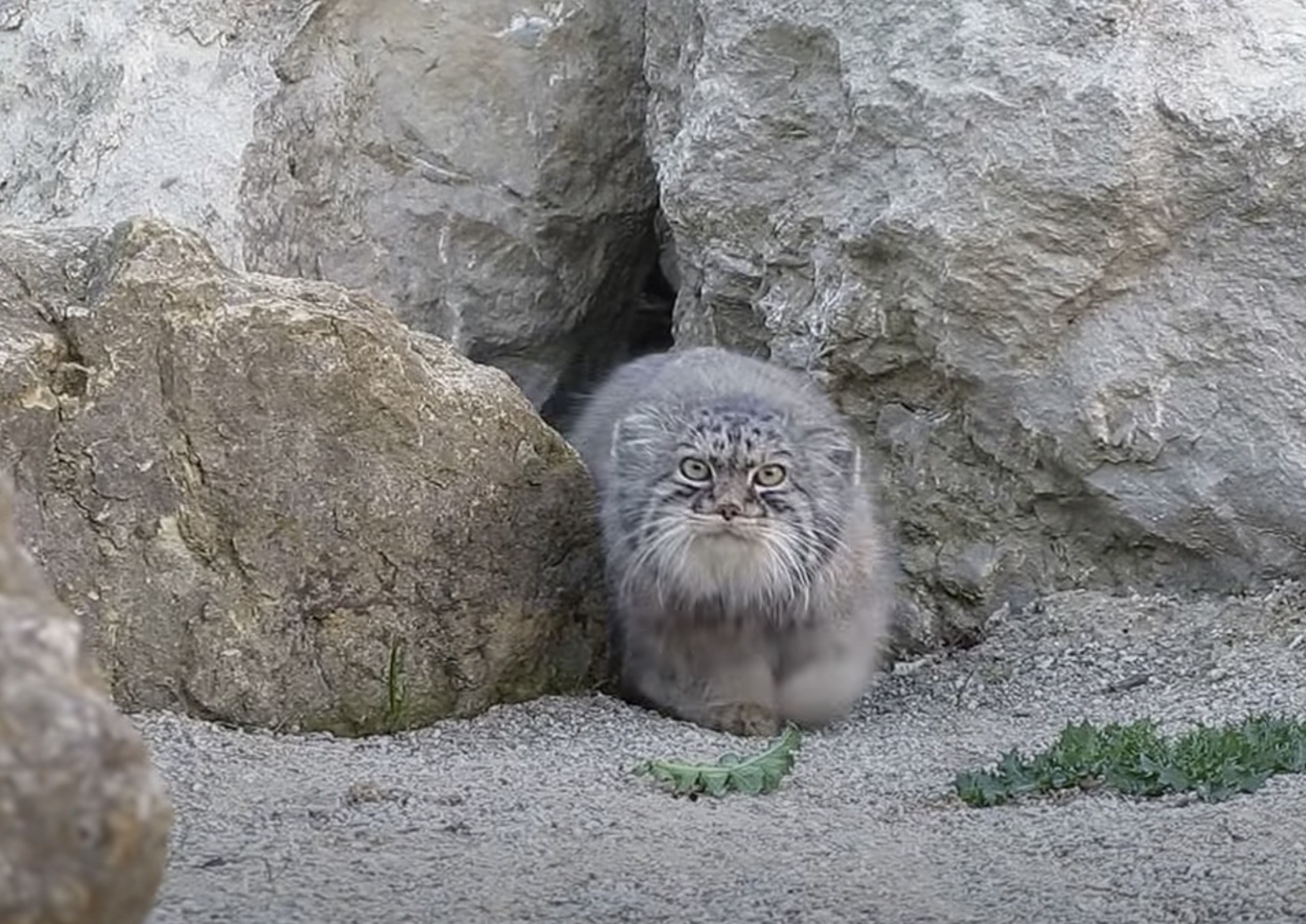 巣穴を狙うカメラに気付いたマヌルネコ、見たけりゃと見ろよと視界を覆う