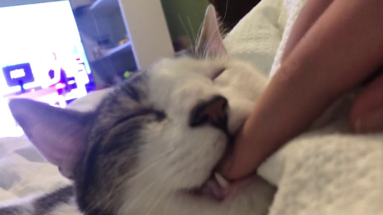 飼い主の指を噛みつつ寝落ちした猫、抜いたらそのまま口半開き