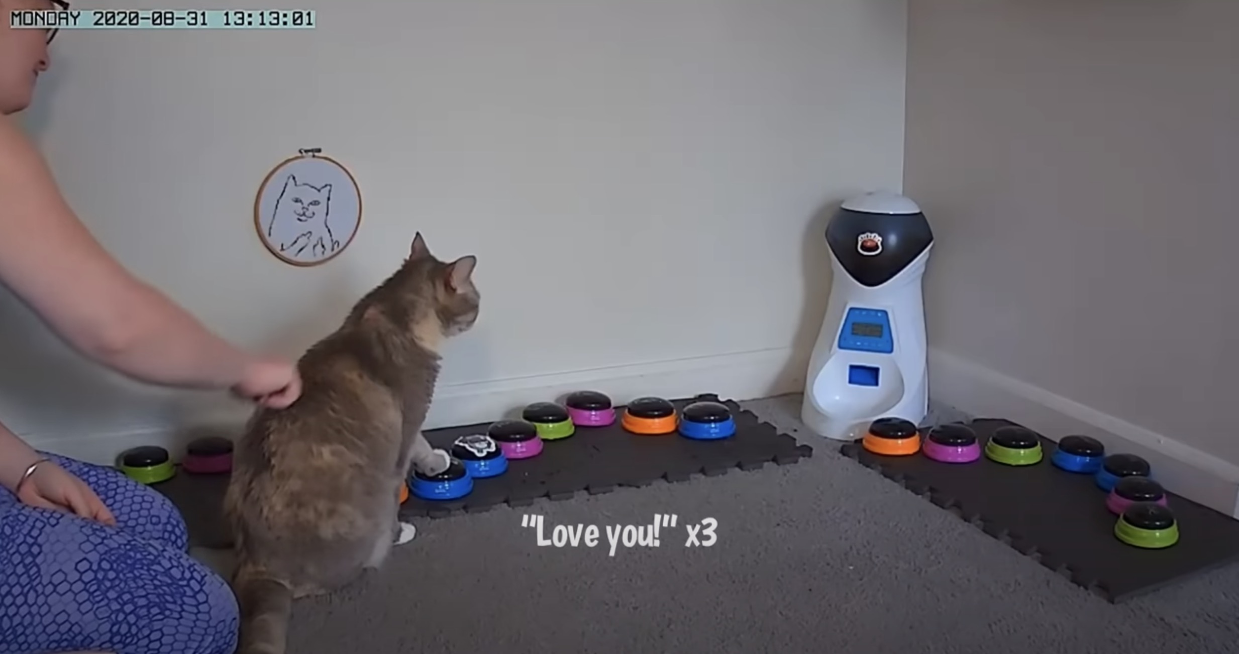 猫からの「私もあなたを愛してる」、ボタンを駆使して受信成功