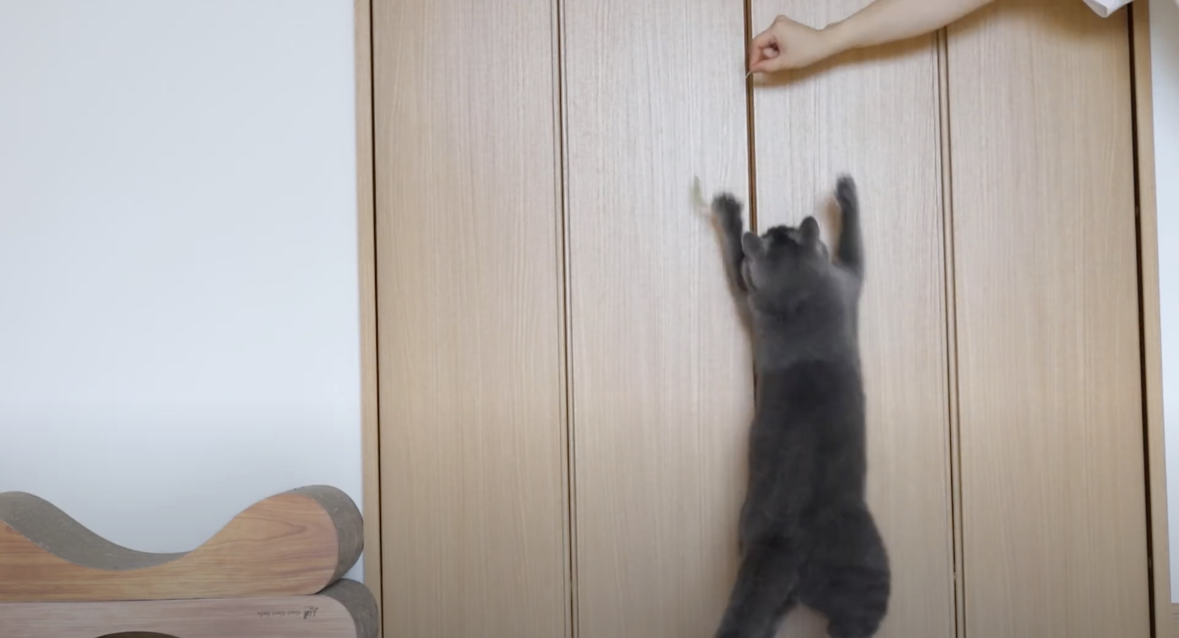 天然の猫のじゃらしに大興奮、バンザイジャンプで壁打ち鳴らす