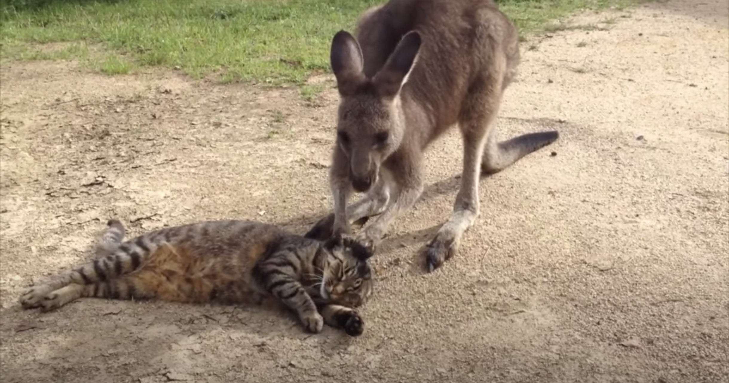 ぎこちないカンガルーの手の毛づくろい、体を横たえ猫は寛ぐ