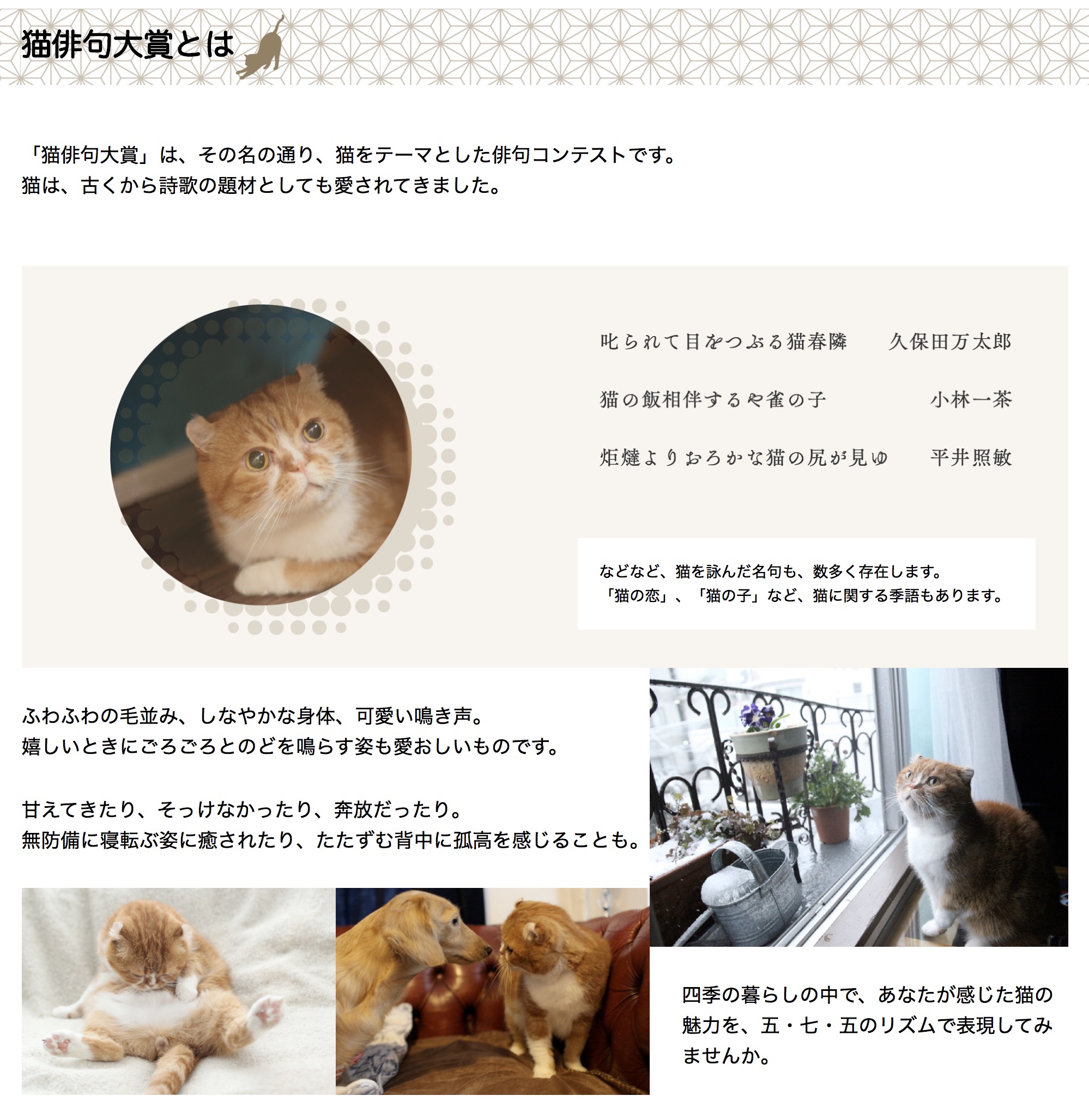 猫を見て吟ずるリズムは五七五、「猫俳句大賞」作品募集中