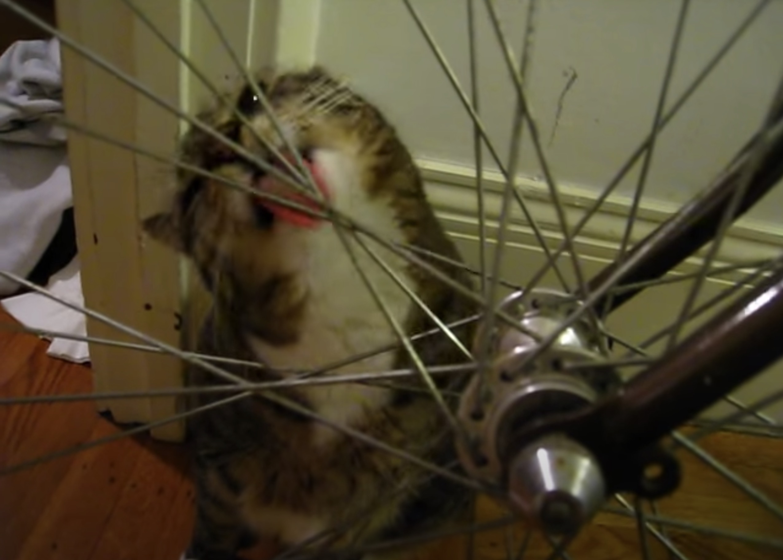 自転車のスポーク舐めるよ念入りに、奇特な猫の鉄分補給