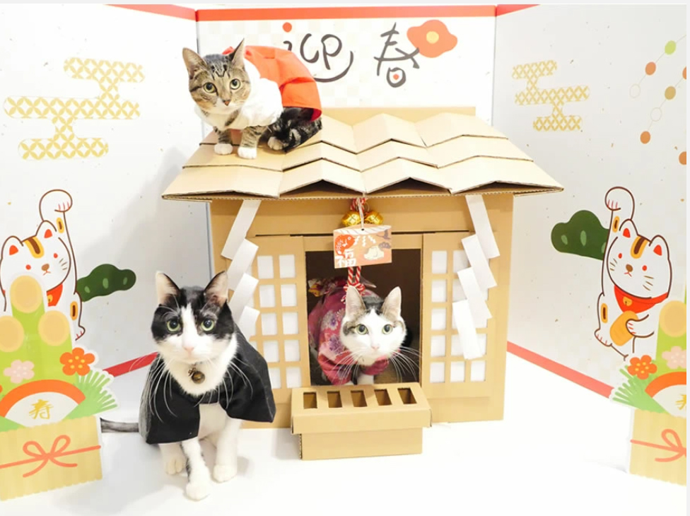 来年の初詣先は猫神様、猫助けにもなる段ボール製猫神社