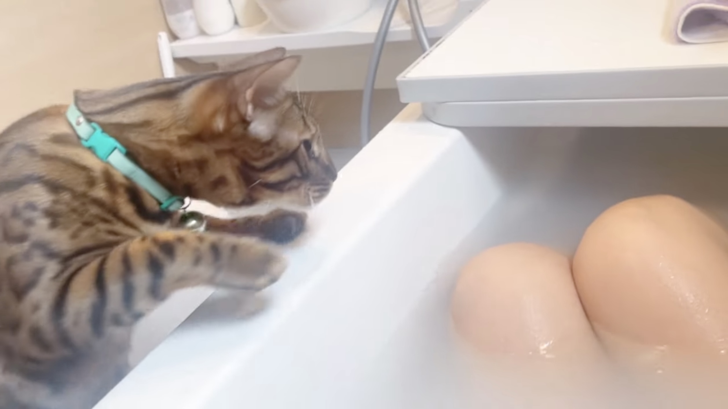 飼い主が風呂に浸かって慌てる猫、ビビりながらも手を差し伸べる