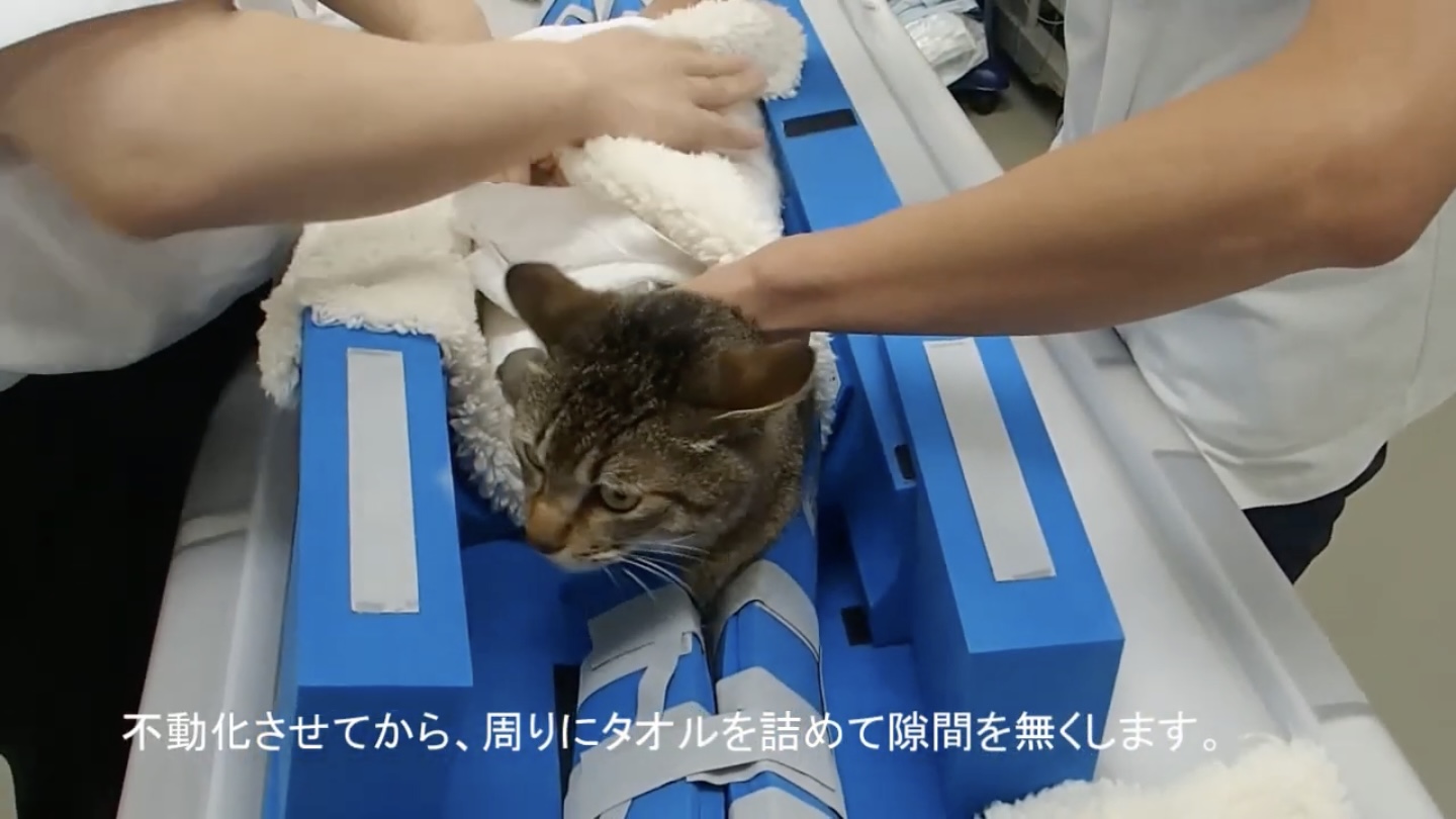 家猫をCTスキャンにかけるとこうなる、その最中はほぼスフィンクス