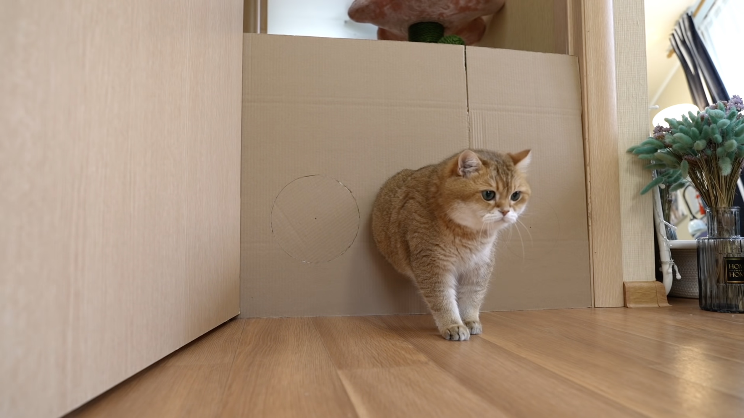 モフモフな体が挑む穴抜けチャレンジ、小さい穴は壁ごと突破